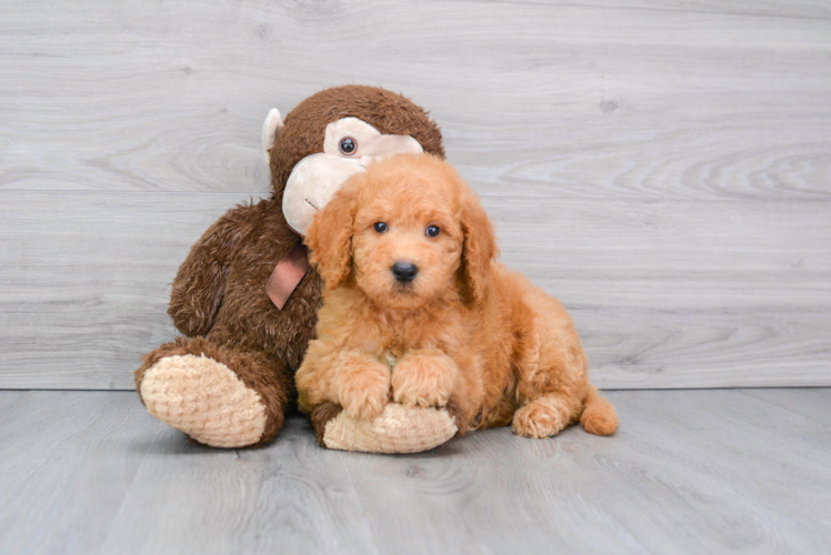 Meet Rubble - our Mini Goldendoodle Puppy Photo 1/3 - Florida Fur Babies