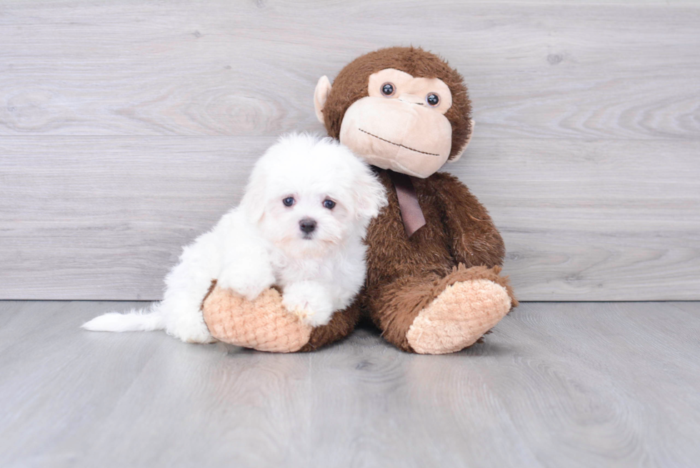 Meet Podrick - our Maltese Puppy Photo 2/2 - Florida Fur Babies