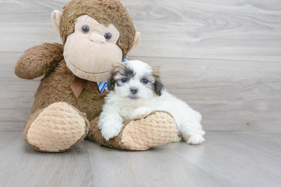Meet Omega - our Teddy Bear Puppy Photo 1/3 - Florida Fur Babies