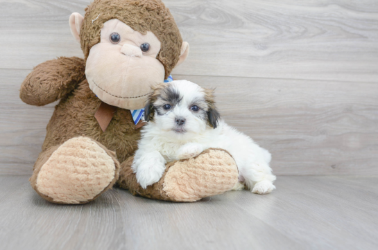 15 week old Teddy Bear Puppy For Sale - Florida Fur Babies