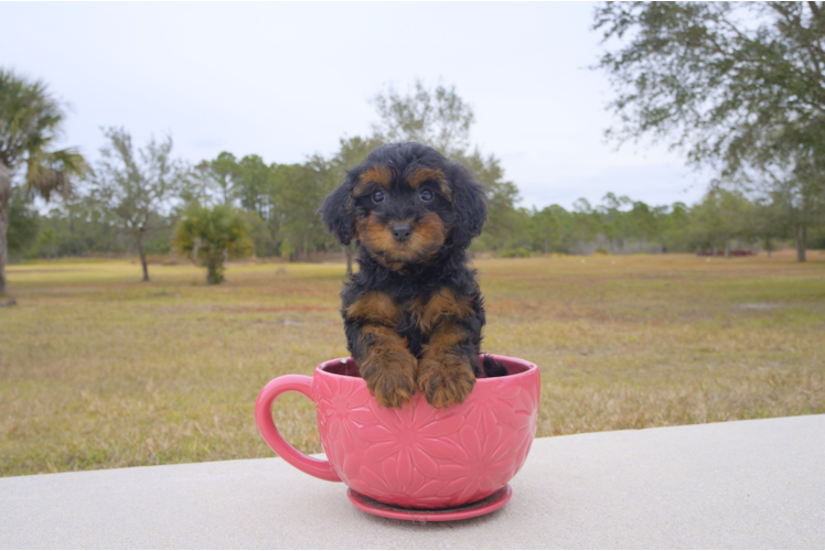 Meet  Hope - our Yorkie Poo Puppy Photo 2/3 - Florida Fur Babies