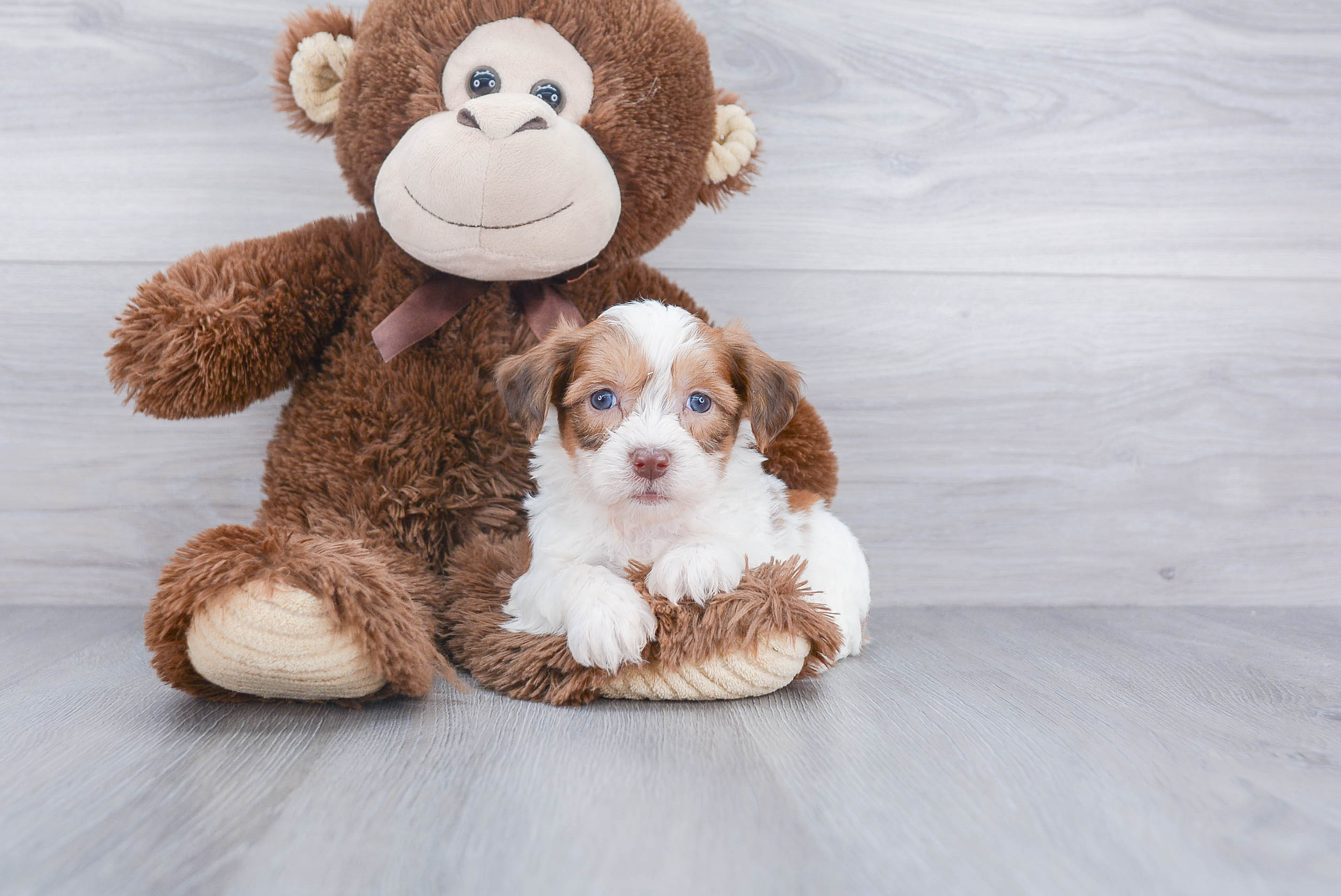 brown teddy bear puppy