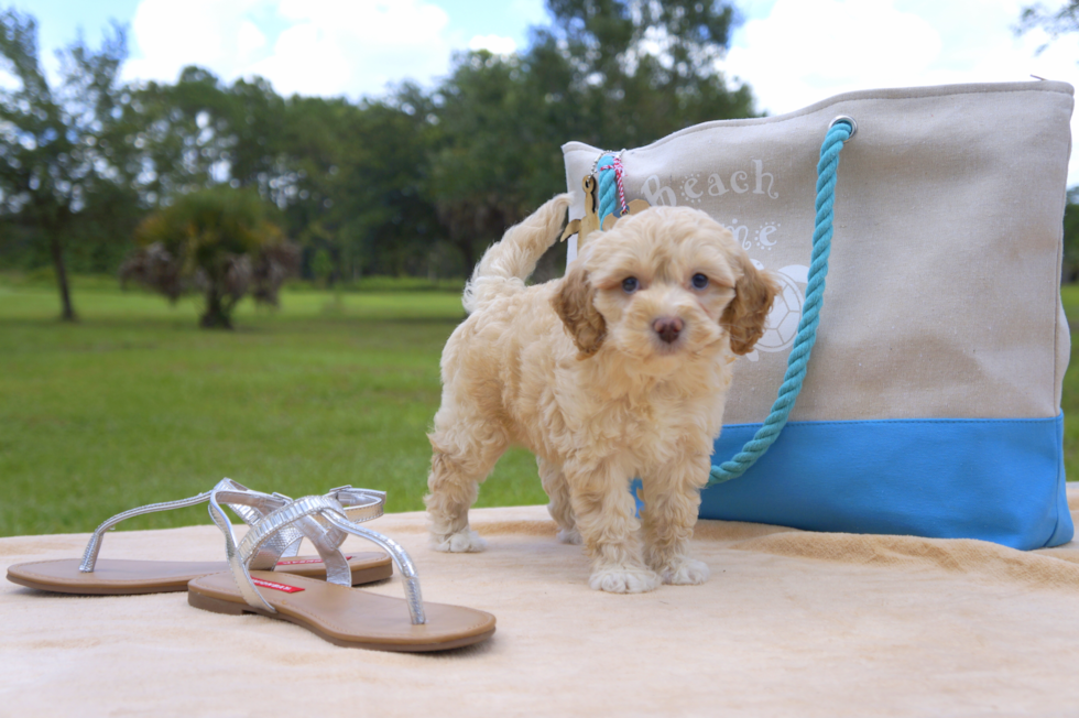 Meet Micheal - our Mini Goldendoodle Puppy Photo 