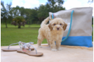 Meet Micheal - our Mini Goldendoodle Puppy Photo 2/3 - Florida Fur Babies