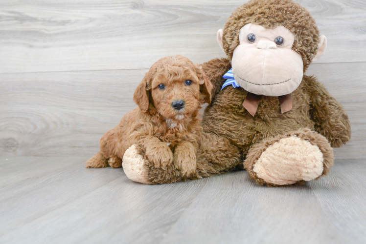 Meet Prescott - our Mini Goldendoodle Puppy Photo 1/3 - Florida Fur Babies