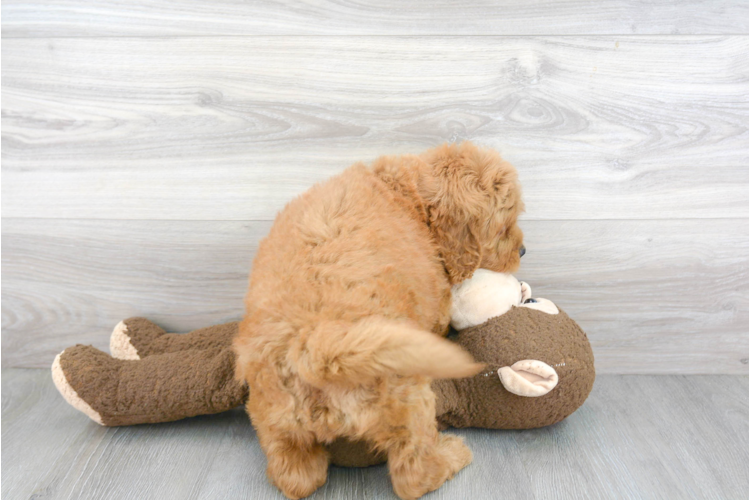  F1 MINI GOLDENDOODLE PUPPY