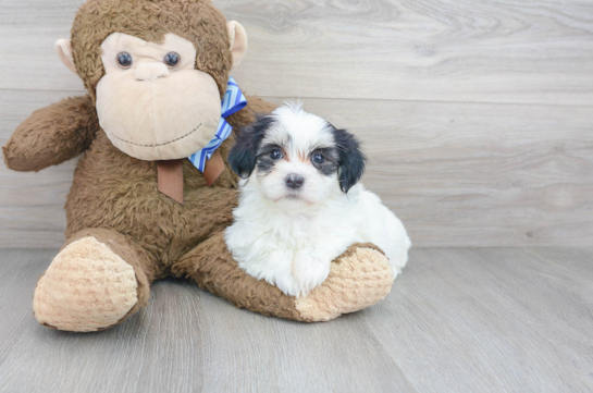 13 week old Teddy Bear Puppy For Sale - Florida Fur Babies