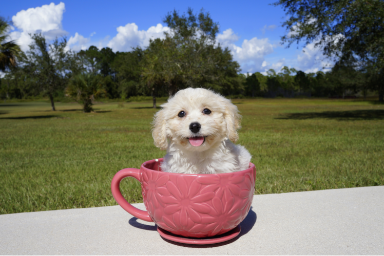 Meet Elise - our Cavachon Puppy Photo 3/3 - Florida Fur Babies