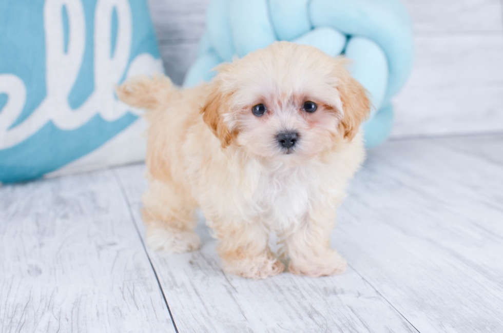 Meet Barclay - our Maltipoo Puppy Photo 3/3 - Florida Fur Babies