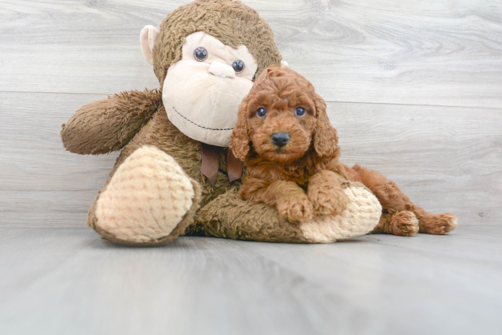 Meet Barrett - our Mini Goldendoodle Puppy Photo 2/3 - Florida Fur Babies