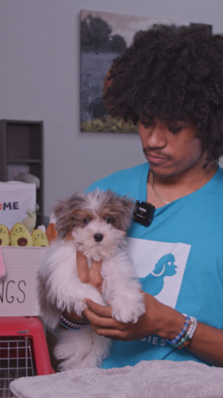 Florida Fur Babies If your family wants a pup that’s equal parts best friend + cuddle shadow… say hello to the Havapoo 🐶🤍