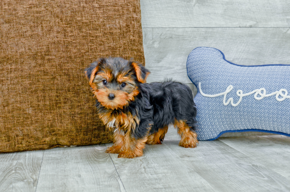 Meet Avery - our Yorkshire Terrier Puppy Photo 3/3 - Florida Fur Babies