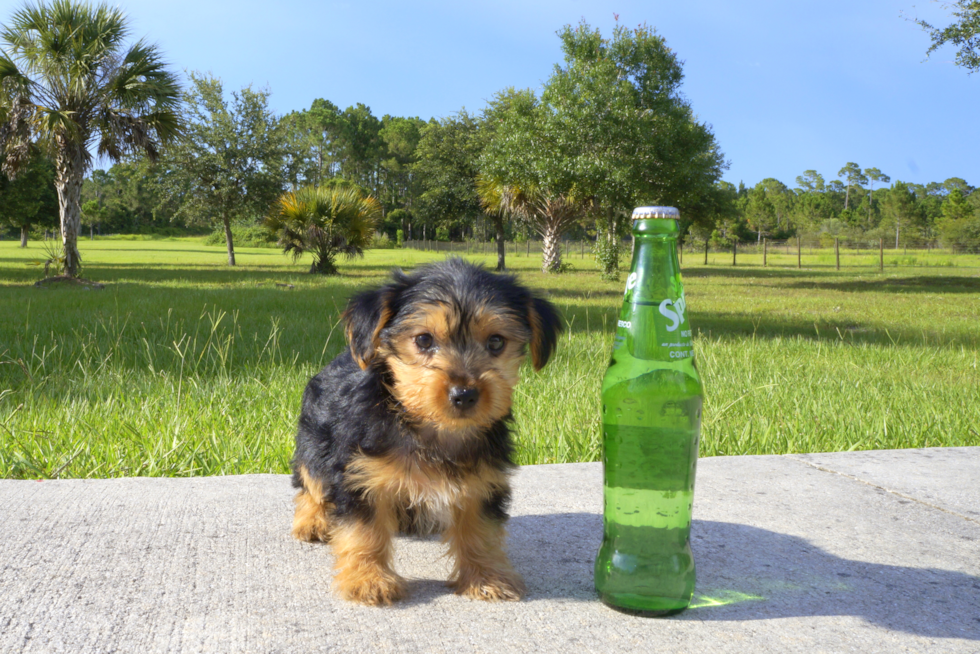 Meet Slate - our Yorkshire Terrier Puppy Photo 1/3 - Florida Fur Babies
