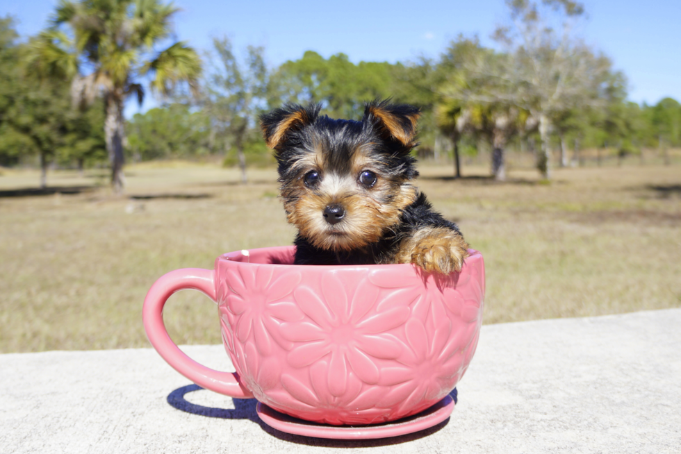Meet Little Miss - our Yorkshire Terrier Puppy Photo 4/4 - Florida Fur Babies
