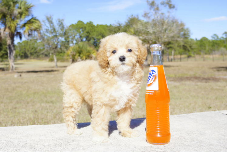 Meet Brandy - our Cavapoo Puppy Photo 1/3 - Florida Fur Babies