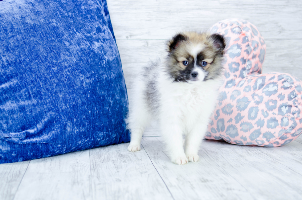 Meet Stacy - our Pomeranian Puppy Photo 3/5 - Florida Fur Babies