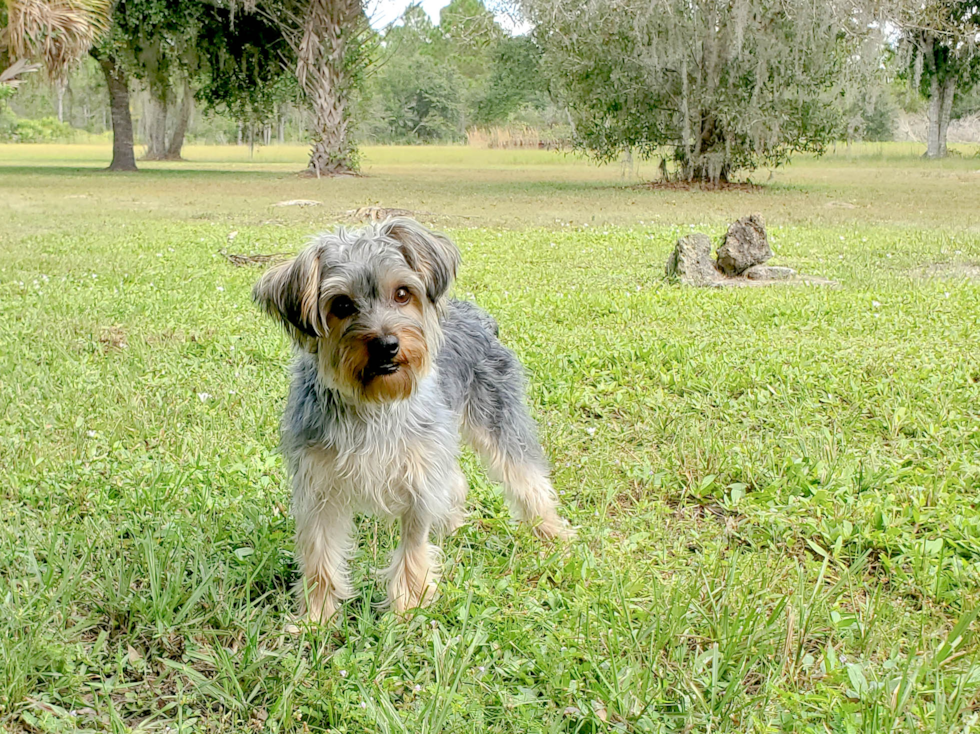 Meet Brady - our Yorkshire Terrier Puppy Photo 2/3 - Florida Fur Babies