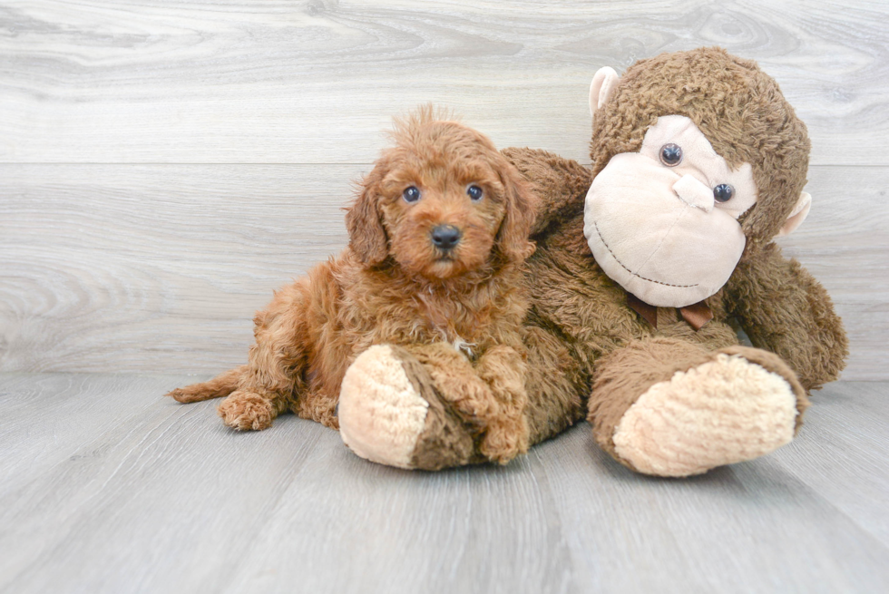 Meet Gwen - our Mini Goldendoodle Puppy Photo 2/3 - Florida Fur Babies