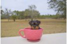 Meet  Felicity - our Yorkshire Terrier Puppy Photo 1/3 - Florida Fur Babies