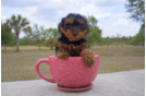 Meet Claire - our Yorkie Poo Puppy Photo 4/6 - Florida Fur Babies
