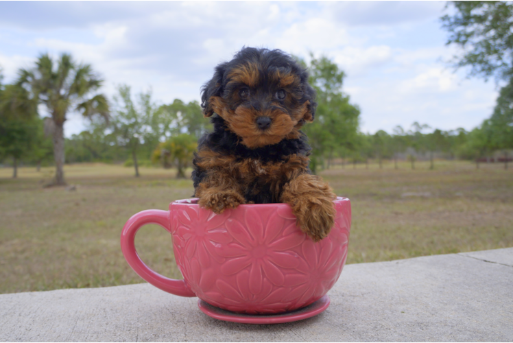 Meet Claire - our Yorkie Poo Puppy Photo 4/6 - Florida Fur Babies