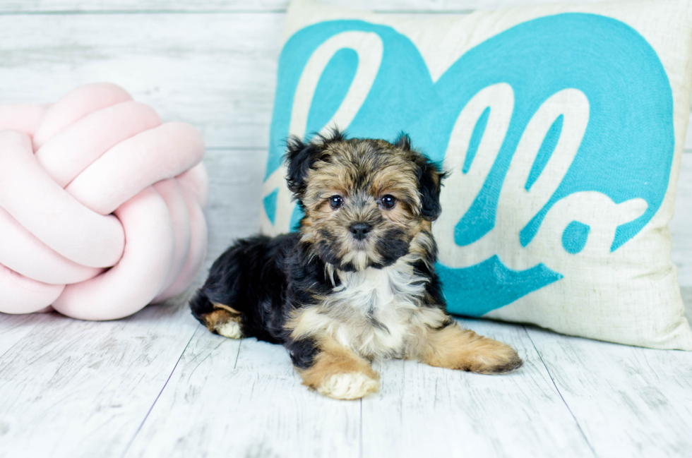 Meet  Clare - our Morkie Puppy Photo 5/5 - Florida Fur Babies