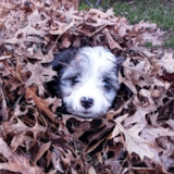 Cute Aussiechon Pup Cute Aussiechon Pup
