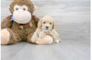 Meet Francine - our Poochon Puppy Photo 2/3 - Florida Fur Babies