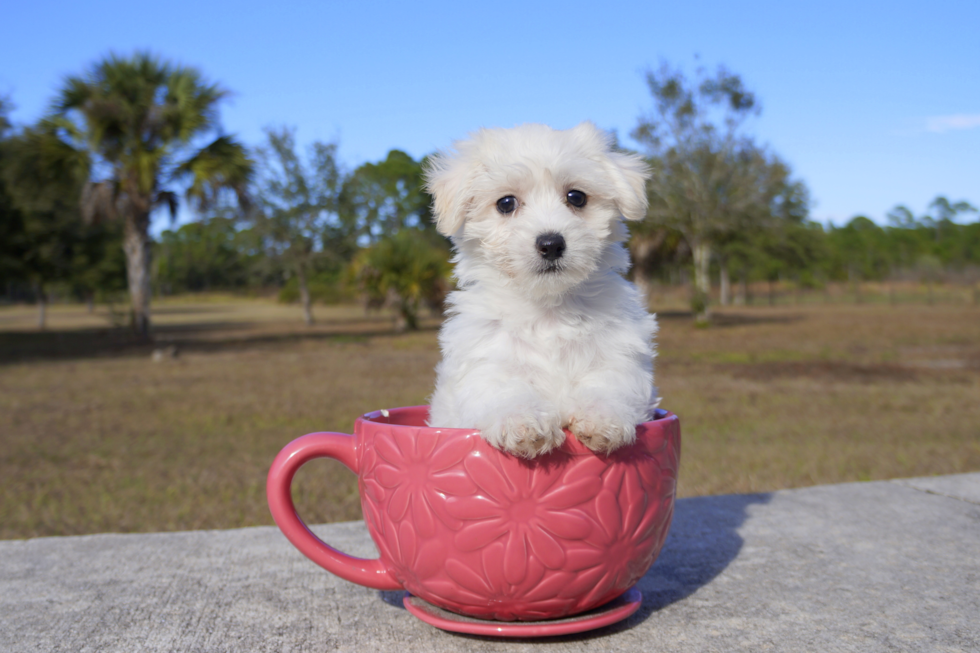 Meet Leo - our Maltipoo Puppy Photo 2/2 - Florida Fur Babies