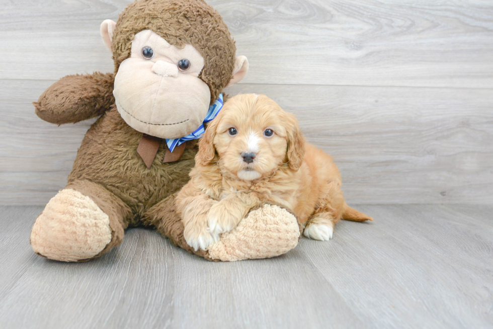 Meet Prosecco - our Mini Goldendoodle Puppy Photo 1/3 - Florida Fur Babies