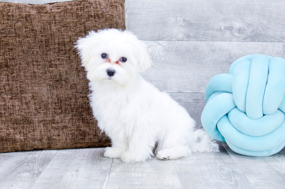 Meet Teddy - our Maltese Puppy Photo 3/5 - Florida Fur Babies