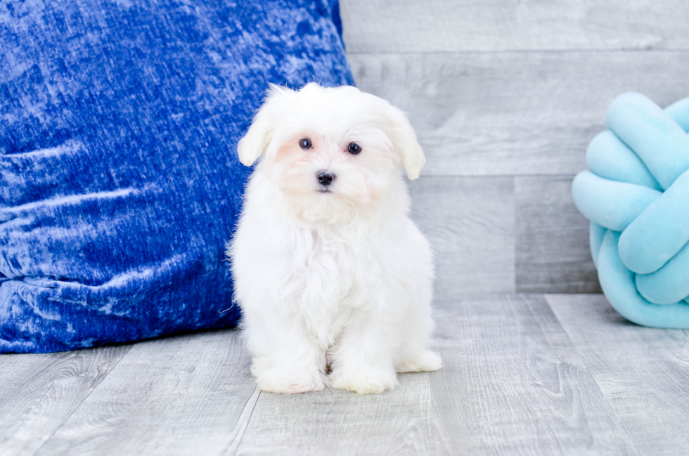 Meet  Flurry - our Maltese Puppy Photo 3/5 - Florida Fur Babies