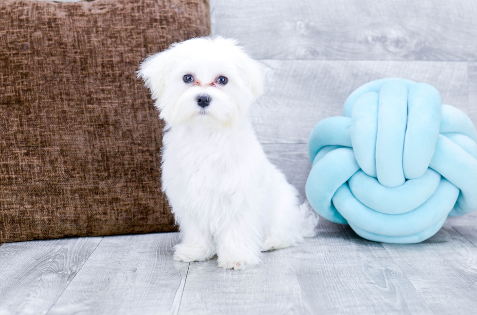 Meet Teddy - our Maltese Puppy Photo 5/5 - Florida Fur Babies