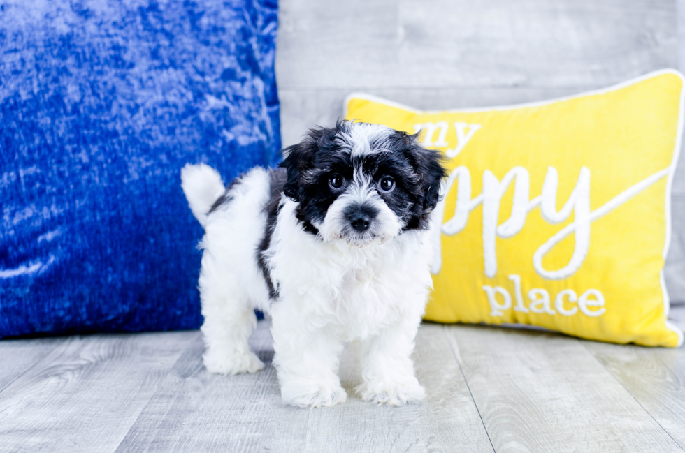 Meet Lily - our Havanese Puppy Photo 4/4 - Florida Fur Babies