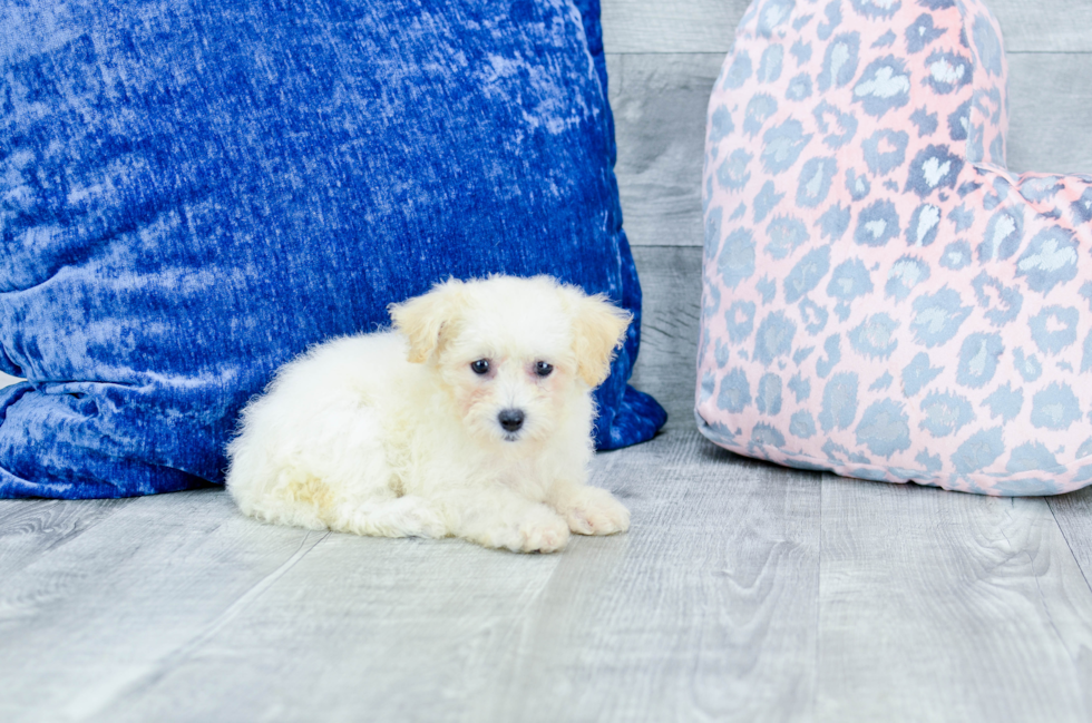 Meet Stacy - our Bichon Frise Puppy Photo 