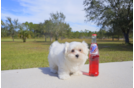 Meet Noelle - our Maltese Puppy Photo 3/3 - Florida Fur Babies