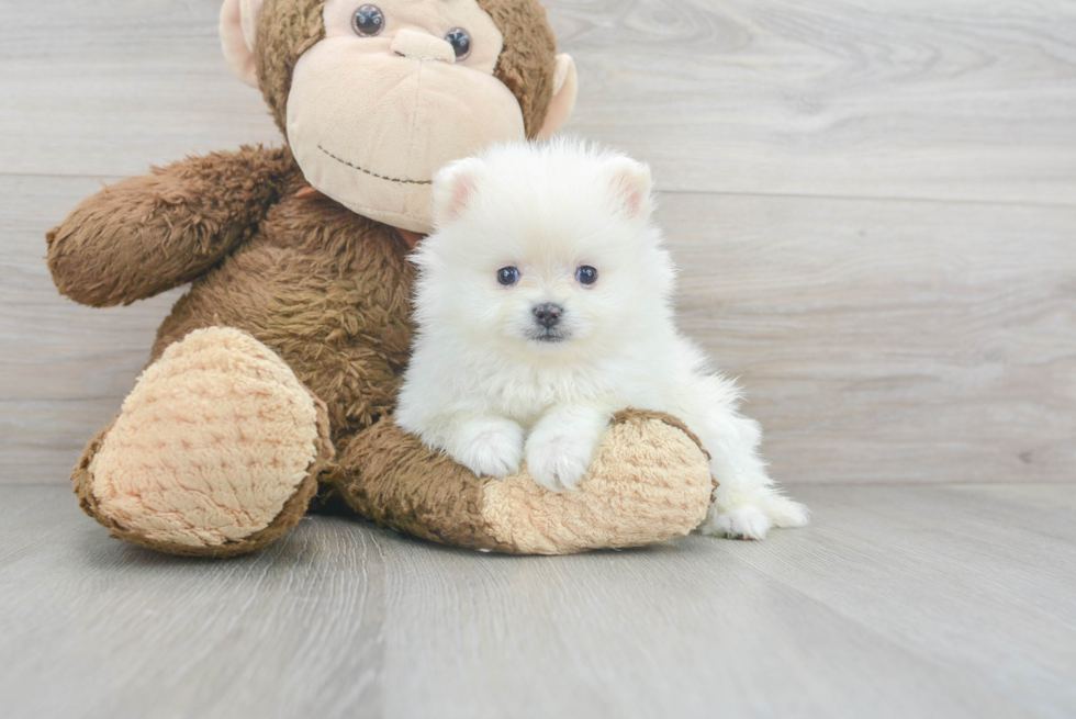 Meet Moki - our Pomeranian Puppy Photo 1/3 - Florida Fur Babies