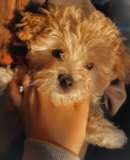 Maltipoo Being Cute Maltipoo Being Cute