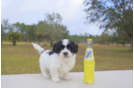 Meet  Sly - our Teddy Bear Puppy Photo 1/5 - Florida Fur Babies