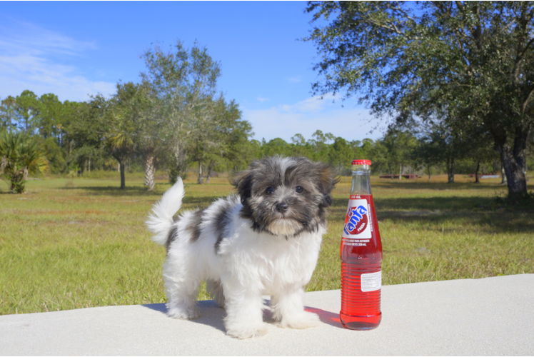 Meet Joy - our Havanese Puppy Photo 1/3 - Florida Fur Babies