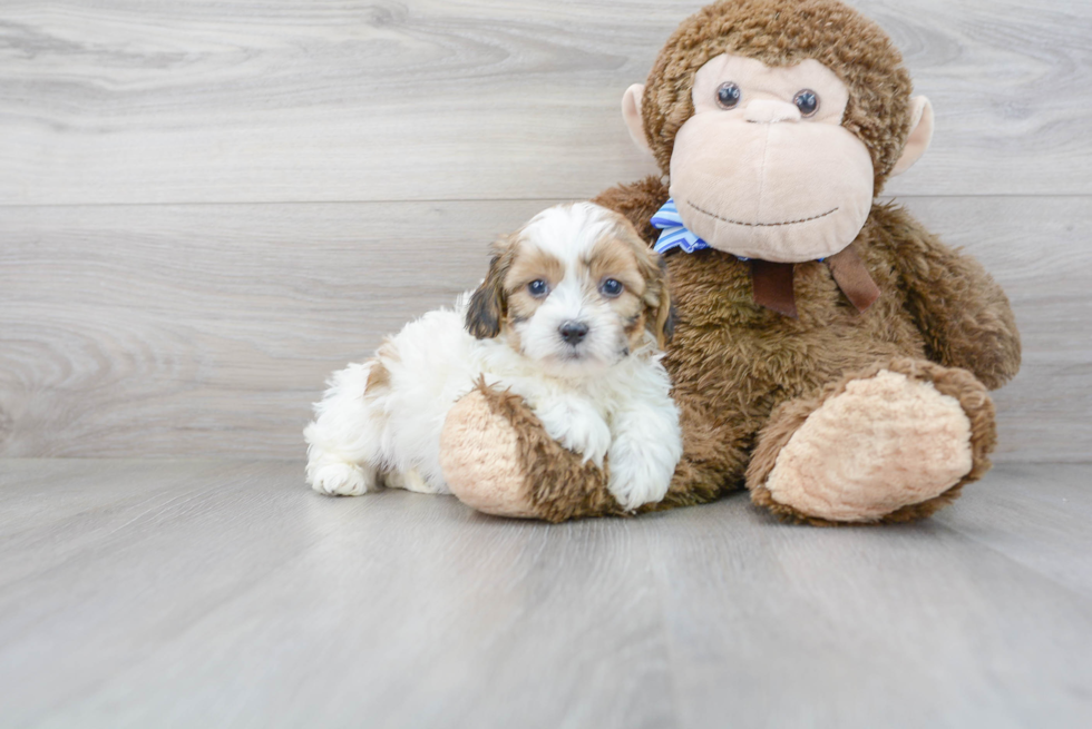 Meet Milo - our Teddy Bear Puppy Photo 2/3 - Florida Fur Babies