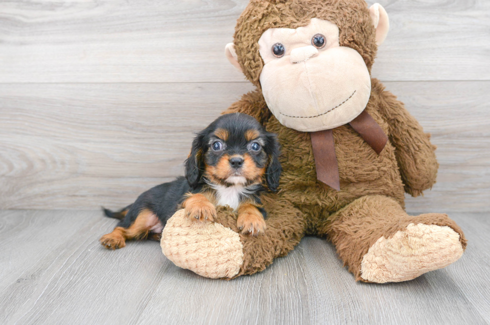 8 week old Cavalier King Charles Spaniel Puppy For Sale - Florida Fur Babies