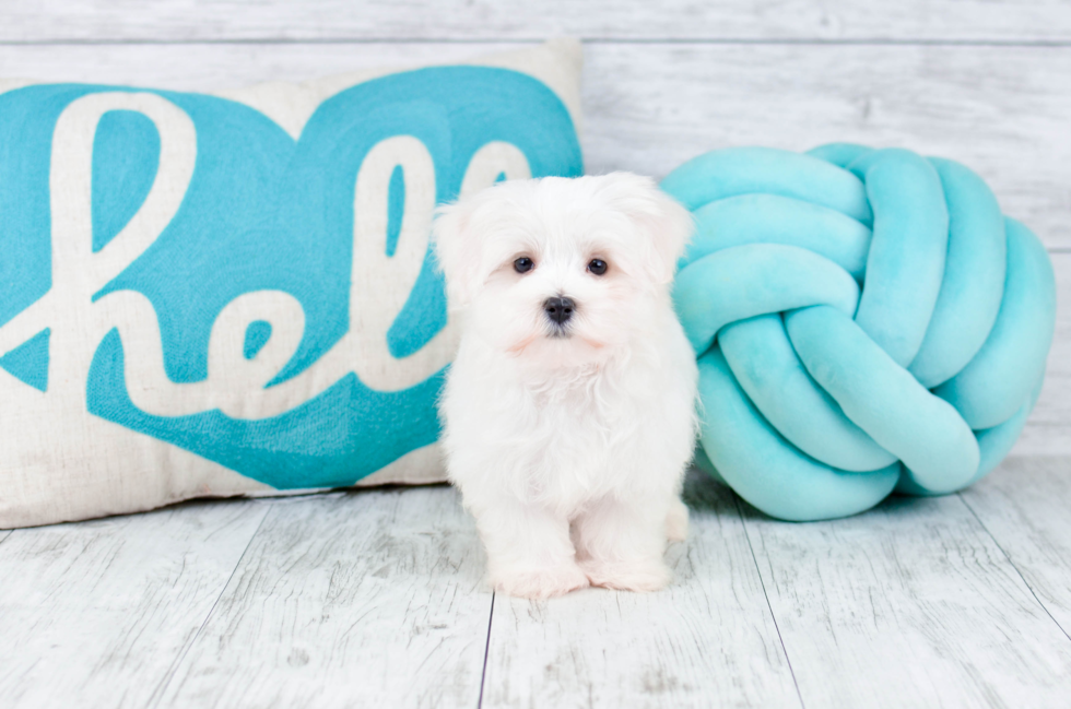 Meet  Apollo - our Maltese Puppy Photo 2/4 - Florida Fur Babies