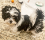 Puppy For Sale - Florida Fur Babies Puppy For Sale - Florida Fur Babies