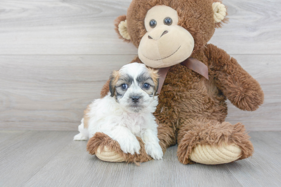 Meet Galaxy - our Teddy Bear Puppy Photo 2/3 - Florida Fur Babies