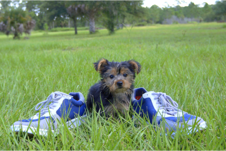 Meet Lacy - our Yorkshire Terrier Puppy Photo 3/3 - Florida Fur Babies