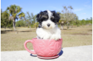 Meet Kate - our Havanese Puppy Photo 2/4 - Florida Fur Babies