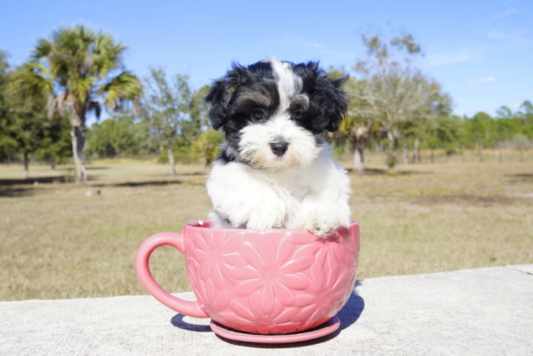Meet Kate - our Havanese Puppy Photo 2/4 - Florida Fur Babies