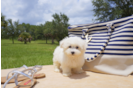 Meet Paris - our Maltipoo Puppy Photo 3/3 - Florida Fur Babies
