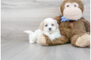 Meet Natalie - our Teddy Bear Puppy Photo 1/3 - Florida Fur Babies